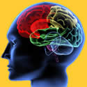 Your emotional brain
